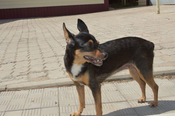 Яна Воловина