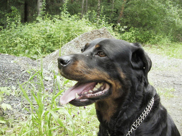 Сергей Косарев