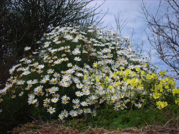 Елена Ковшенина