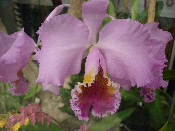 Лидия Черницова