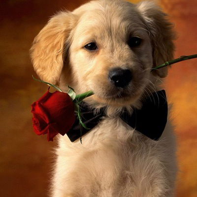 Даша Булаева