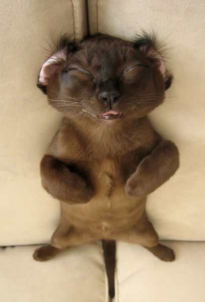 Валера Воронков