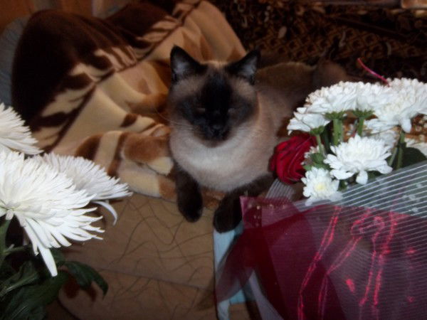 Людмила Шибаева