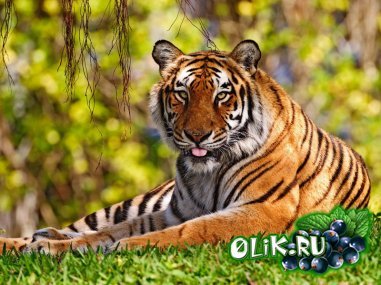 Сергей Карцев