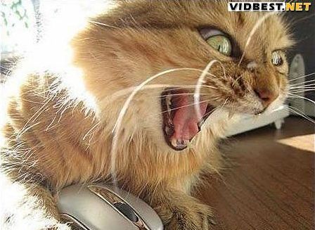 Саша Александров