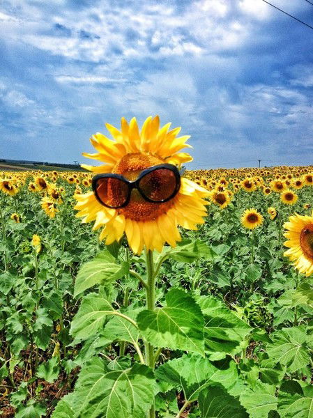 Михаил Маркелов