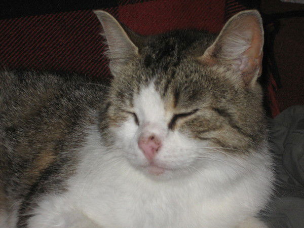 Кузора Николай