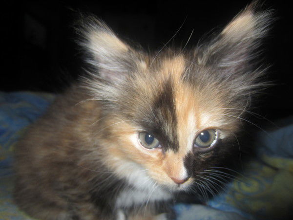 Евгений Вайсман