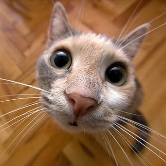 Артем Литвинов