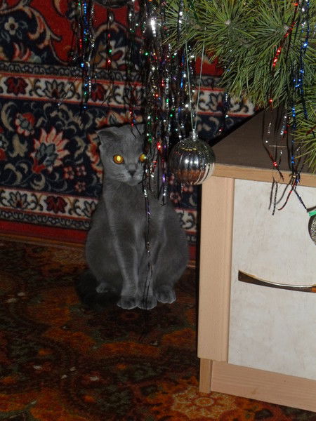 Марина Зорькина