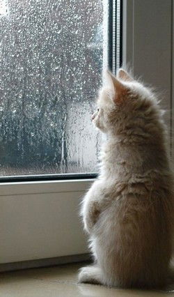 Ирина Шайхина