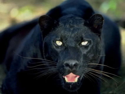 Дмитрий Иванов