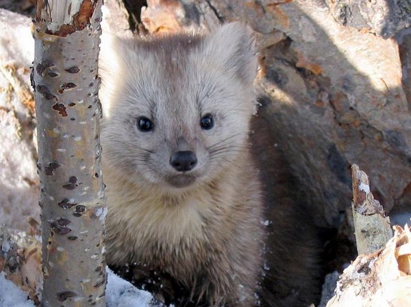 Дмитрий Соболев