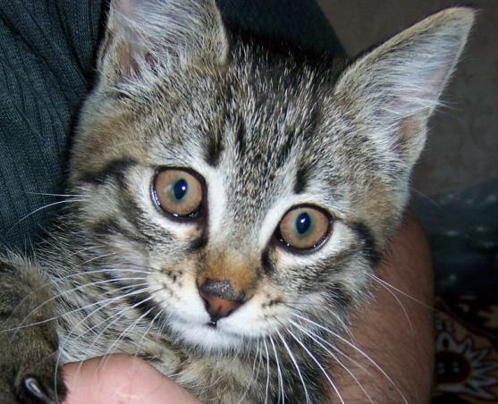 Сергей Недошовенко