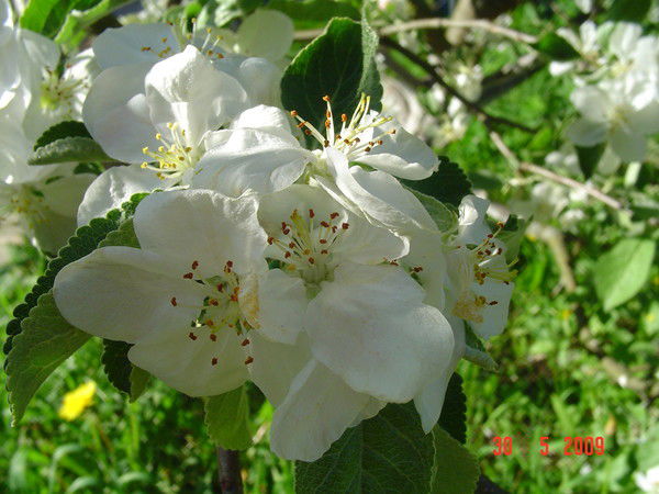 Елена Королева