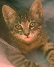 Лариса Зауэрбрай