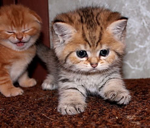 Ольга Донецкая