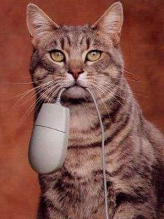 Дмитрий Кучкин