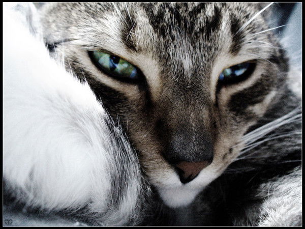 Марина Гаан