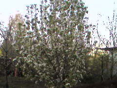 Оксана Савельева