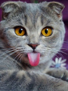 Юра Комиссаров