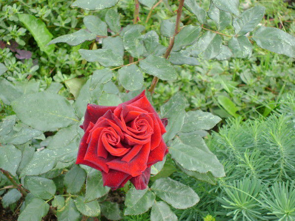 Вероника Кастро