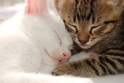 Екатерина Зверева