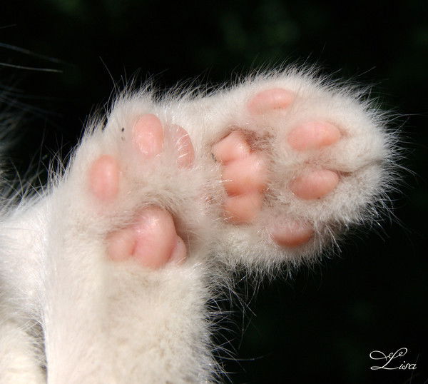 Куляш Шаймерденова