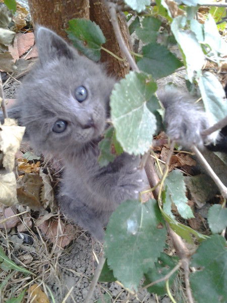 Антонина Туркиневич