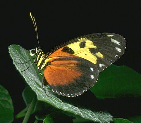 Мария Сизоненко