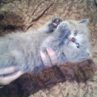 Катя Чуханова