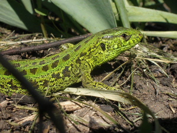 Ольга Реброва