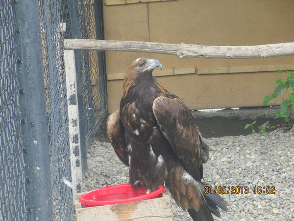 Султан Таласбаев