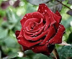 Кызылгуль Жандельдинова