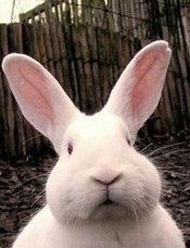 Никита Кошелев