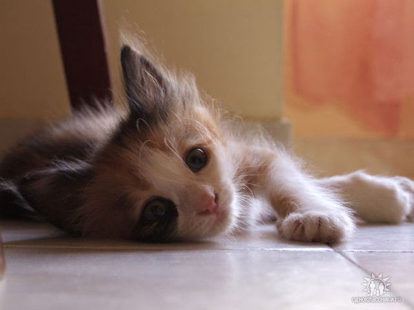 Софья Кудакова