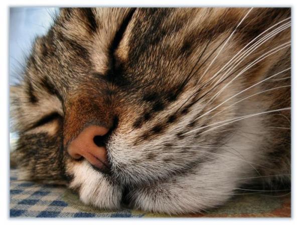 Владимир Петров