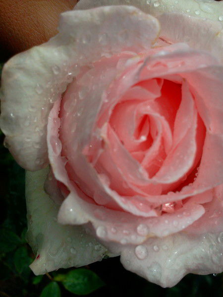 Аюна Филиппова