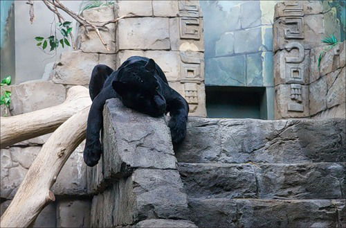 Татьяна Диомидова