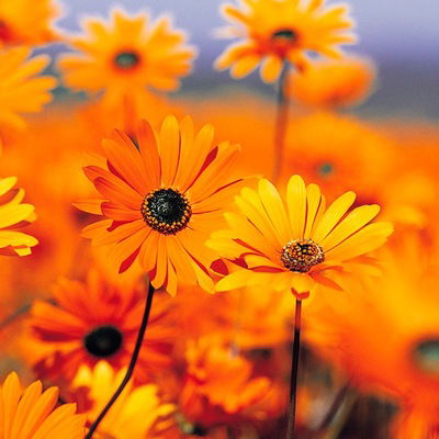 Яна Вахрушева