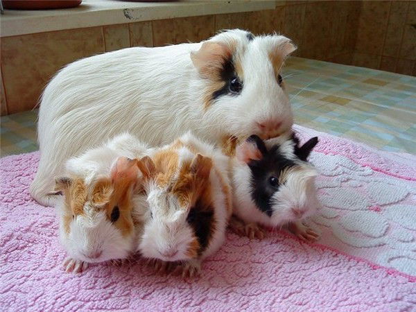 Алёна Ноженко