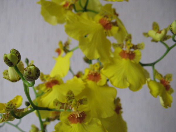 Планеталиад Лиад