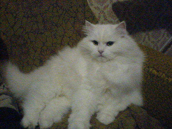 Елена Журавлёва