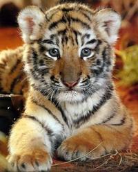 Виктор Кочан