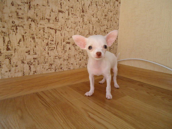 Инна Горбушина