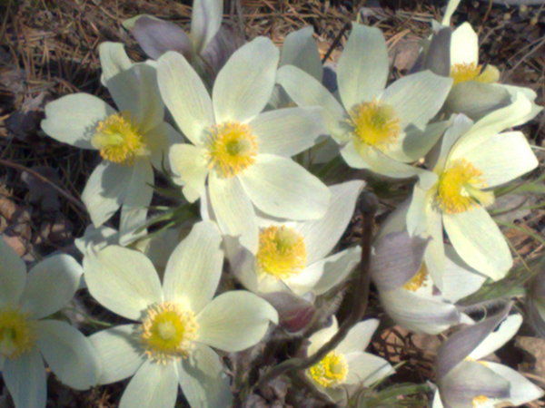 Роман Гладык