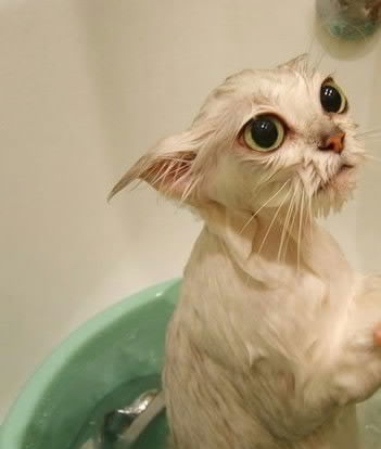 Степан Свистунов