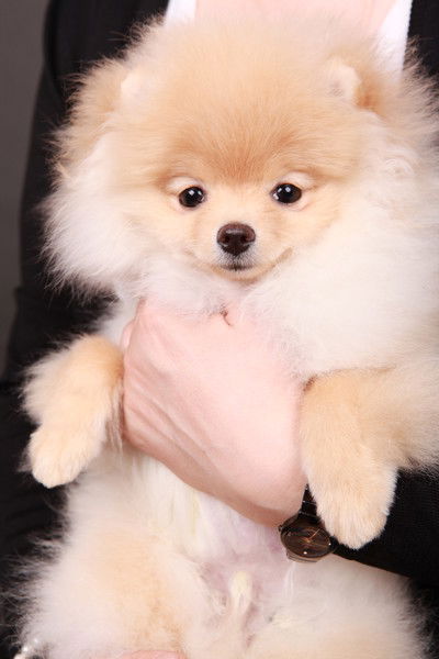 Елена Борисова