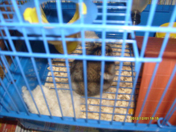 Савелий Мамаев