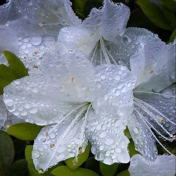 Елена Еленина